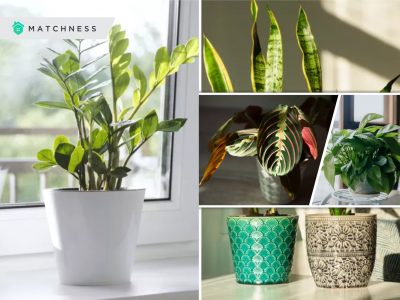 Best plants to add splash of color and style in the bedroom2