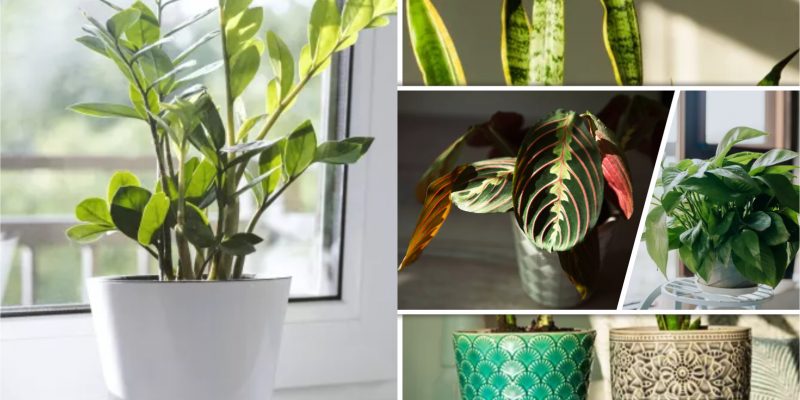 Best plants to add splash of color and style in the bedroom2