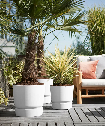 Large leaved plants for a natural screen How To Create A Private Outdoor Space In Stylish And Functional Ways