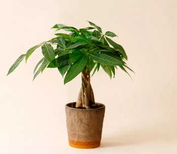 Money tree Best Plants To Add Splash Of Color And Style In The Bedroom