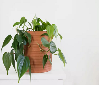 Philodendron micans Best Plants To Add Splash Of Color And Style In The Bedroom