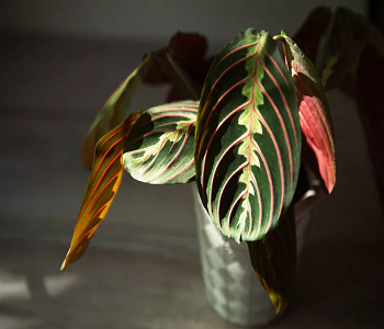 Prayer plant Best Plants To Add Splash Of Color And Style In The Bedroom