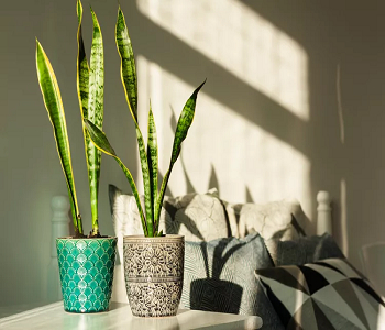 Snake plant Best Plants To Add Splash Of Color And Style In The Bedroom