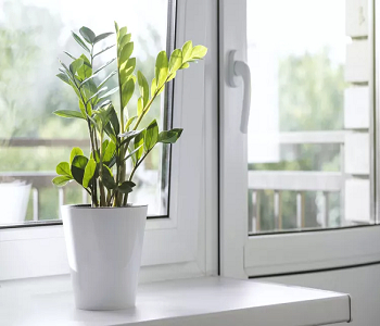 Zz plant Best Plants To Add Splash Of Color And Style In The Bedroom