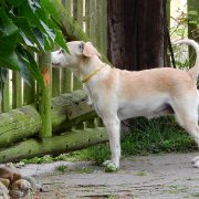 Dog-1886201_960_720