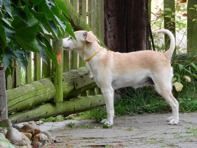 Dog-1886201_960_720