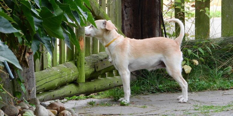 Dog-1886201_960_720