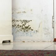 Istockphoto-157696079-612x612