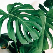 Kara-eads-zcvartf8frs-unsplash