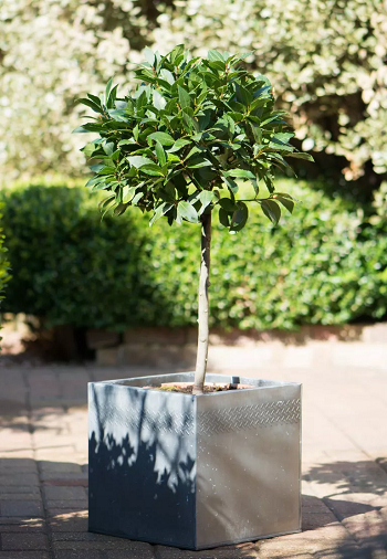 Bay laurel Best Types Of Privacy Trees To Grow In Pots For Your Backyard