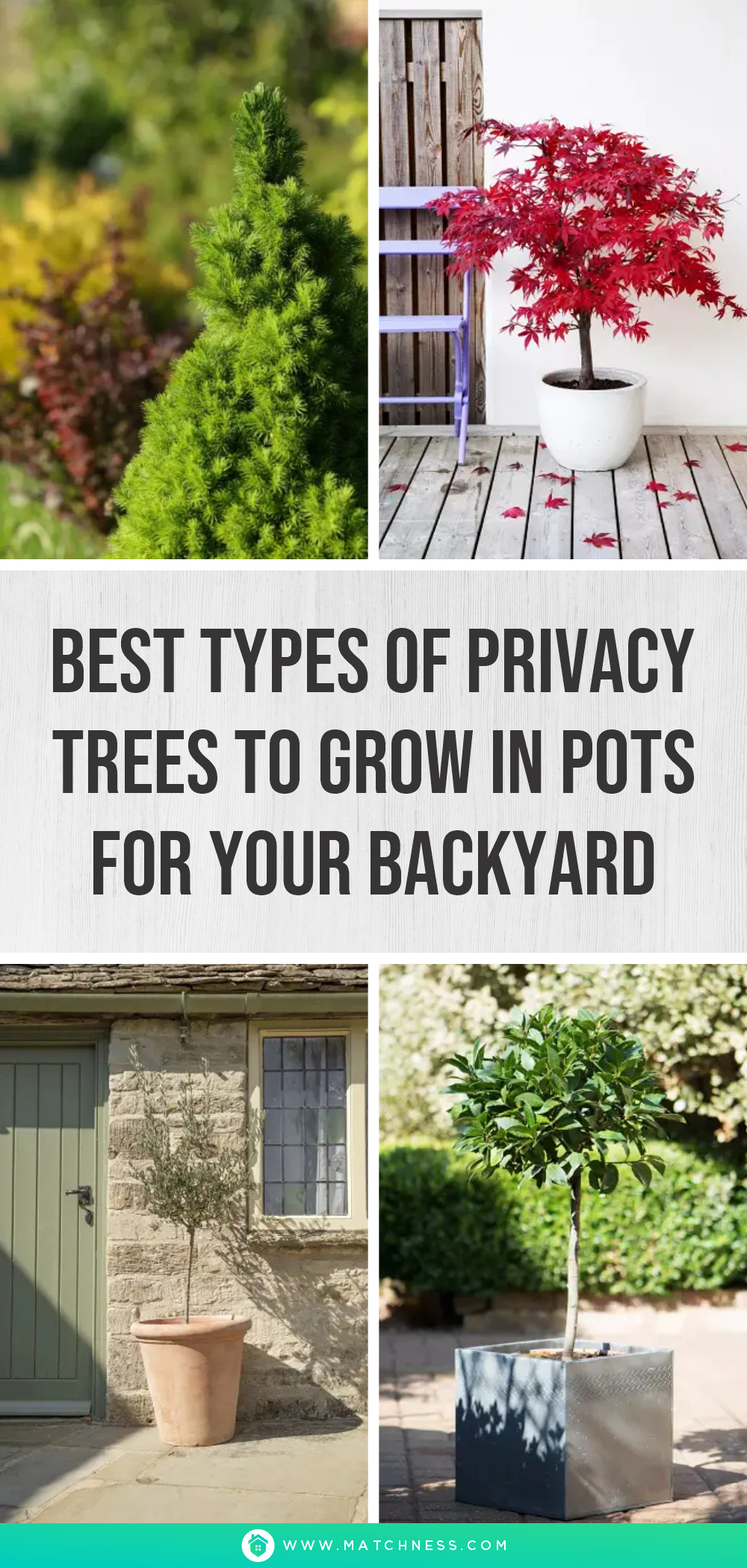 Best types of privacy trees to grow in pots for your backyard1