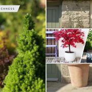 Best types of privacy trees to grow in pots for your backyard2