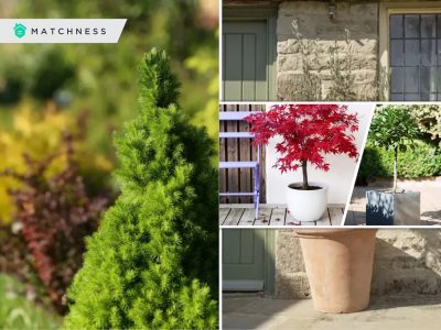 Best types of privacy trees to grow in pots for your backyard2