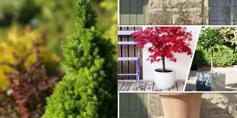 Best types of privacy trees to grow in pots for your backyard2