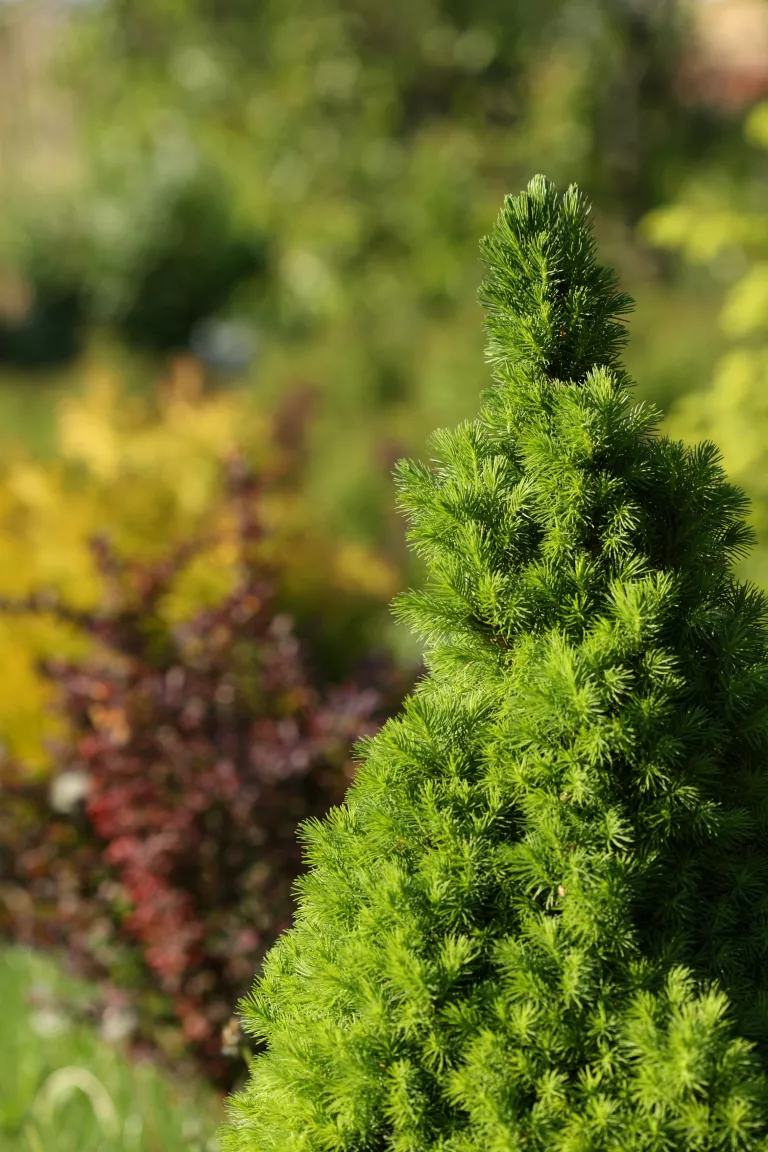 Best Types Of Privacy Trees To Grow In Pots For Your Backyard