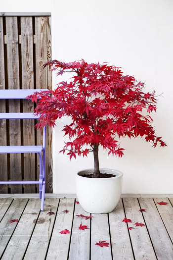 Japanese maple Best Types Of Privacy Trees To Grow In Pots For Your Backyard