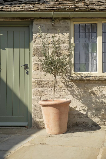 Olive tree Best Types Of Privacy Trees To Grow In Pots For Your Backyard