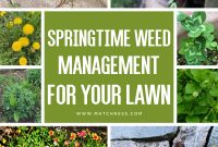 Springtime weed management for your lawn1
