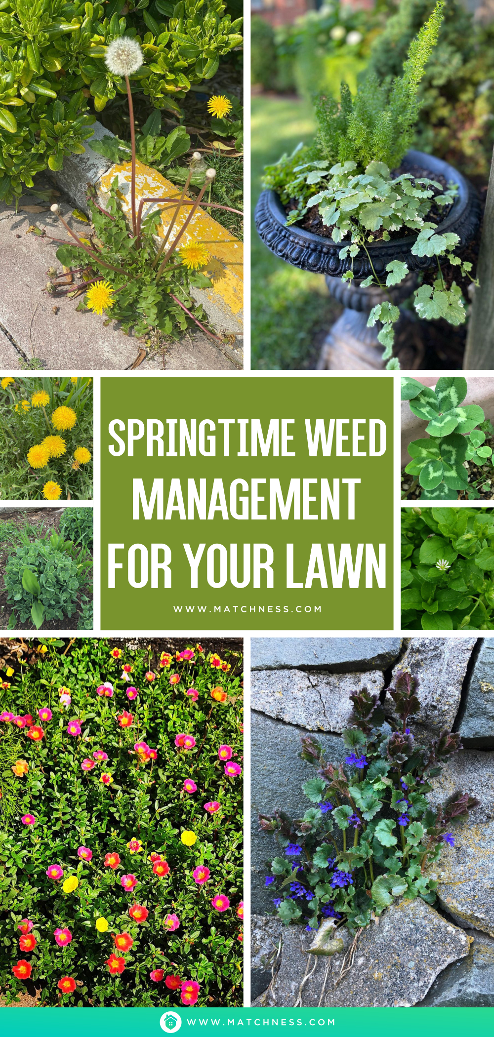 Springtime weed management for your lawn1