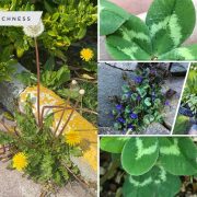 Springtime weed management for your lawn2