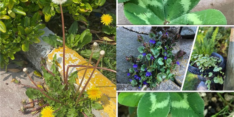 Springtime weed management for your lawn2