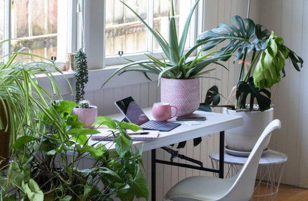 Desk table and chair interior with laptoo computer and potted plants