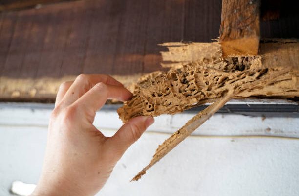 Wood, part of roof house after attack of termite. peril from insect concept.