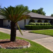 Tree-3252382_960_720