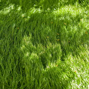 3 Easy To Follow Ways To Make Grass Look Greener Than Ever