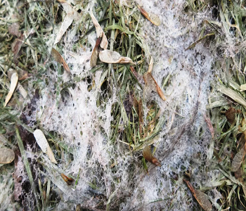 Disease has taken over Signs Your Lawn Needs Urgent Repairs For Better Life