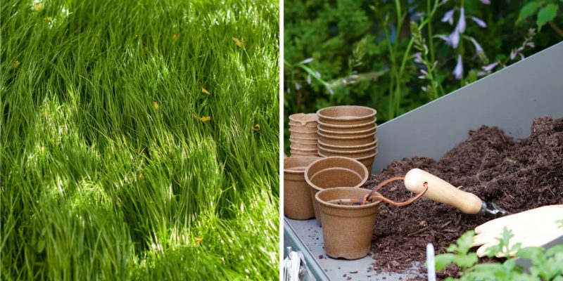 Easy to follow ways to make grass look greener than ever
