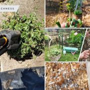 Garden maintenance how to keep your garden clean2