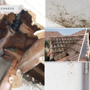 How the mold can affect your house2