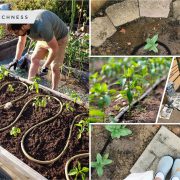 How to control weeds in your garden2