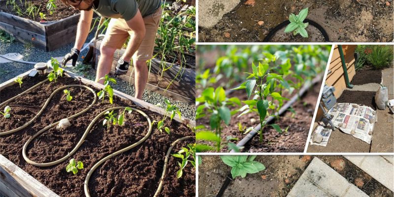 How to control weeds in your garden2