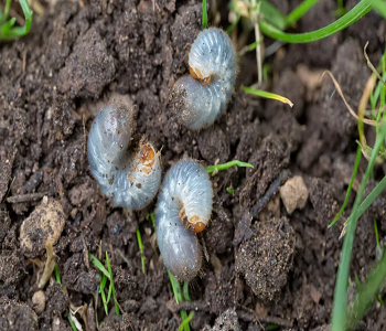 Pests are abundant Signs Your Lawn Needs Urgent Repairs For Better Life