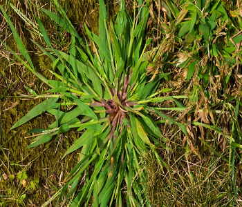 Weeds are everywhere Signs Your Lawn Needs Urgent Repairs For Better Life