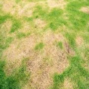 Signs Your Lawn Needs Urgent Repairs For Better Life