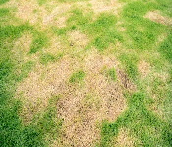 Signs Your Lawn Needs Urgent Repairs For Better Life