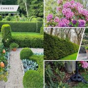 Ideas to use shrubs in your landscaping designs2