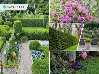 Ideas to use shrubs in your landscaping designs2