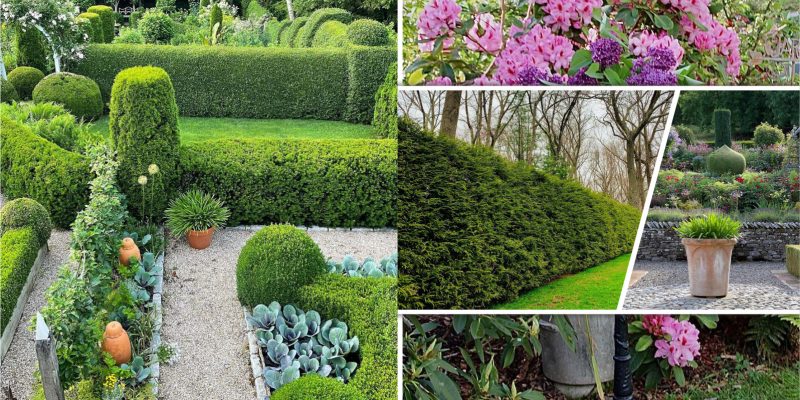 Ideas to use shrubs in your landscaping designs2