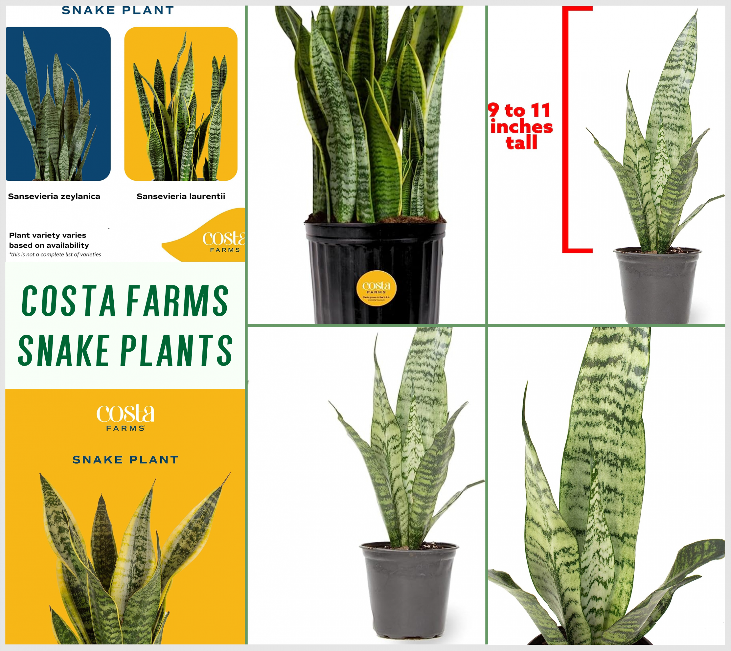 Costa farms snake plants
