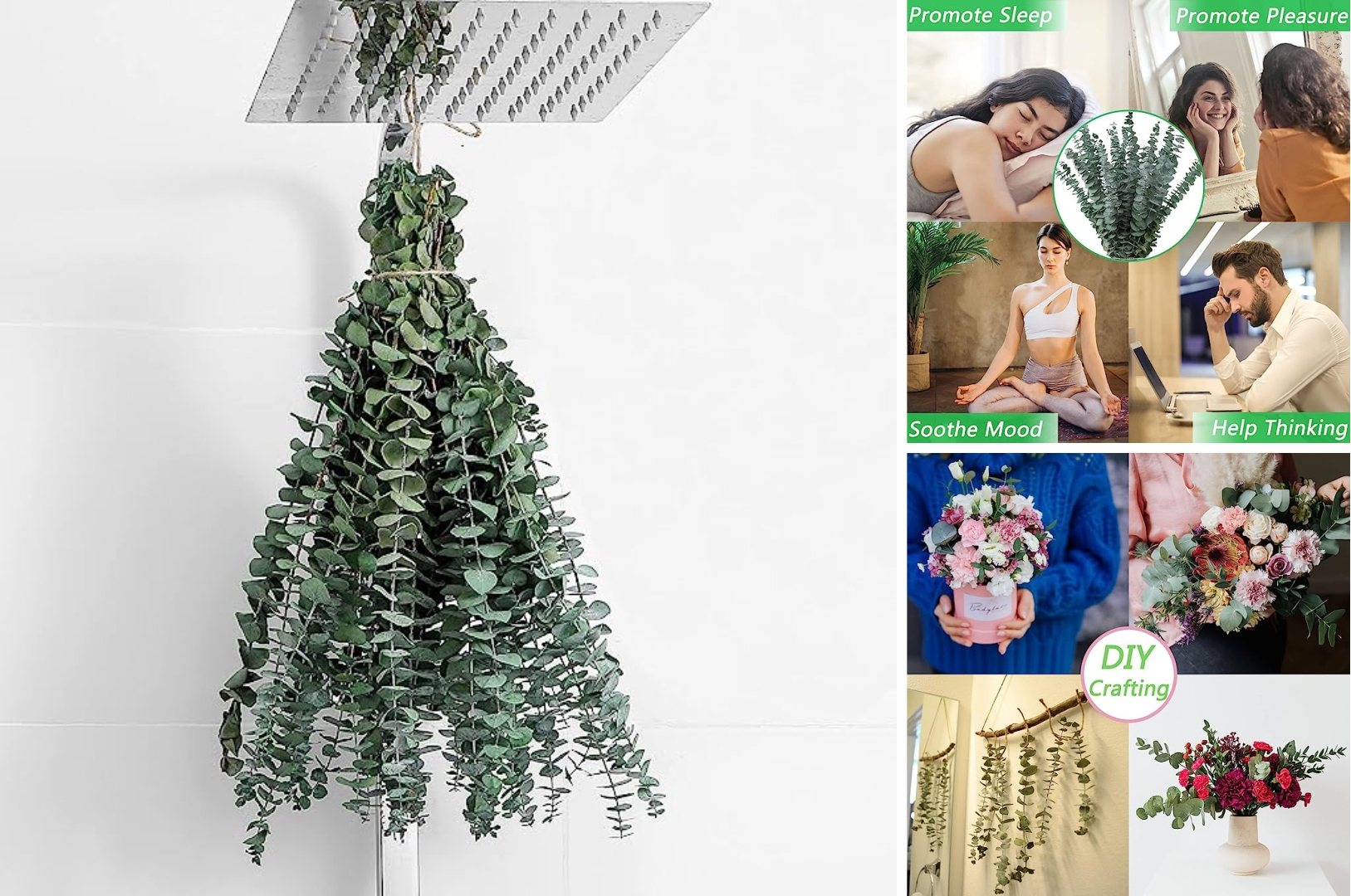 Eucalyptus for shower hanging
