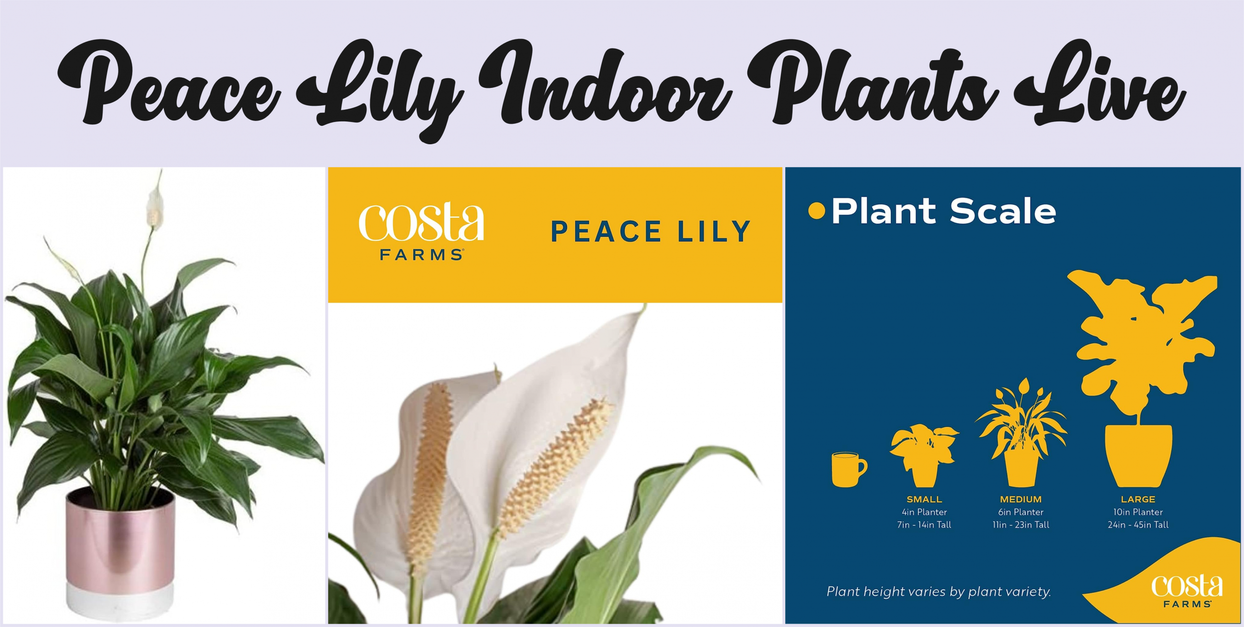 Peace lily indoor plants live