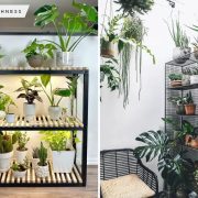 Shelf choices for your indoor plants display