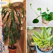 Showering with nature inspirational ideas for plants in your shower