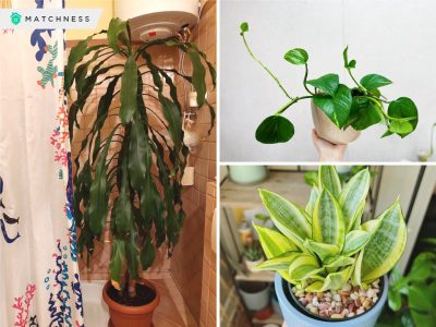 Showering with nature inspirational ideas for plants in your shower