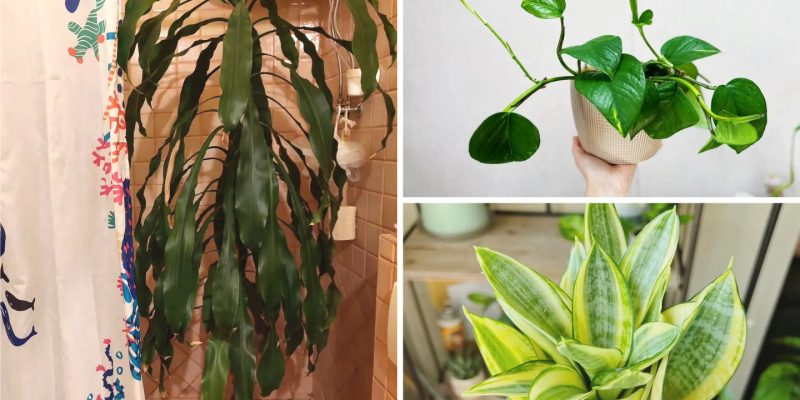 Showering with nature inspirational ideas for plants in your shower