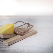 Mouse-trap-2846147_1280
